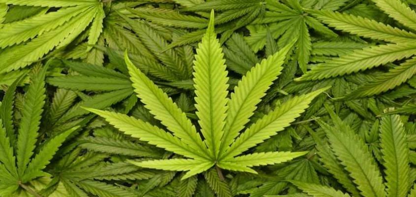 "Cannabusiness" from SAP: Even more ERP for the cannabis industry